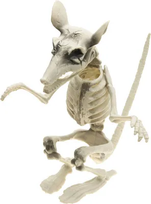 Produktbild von Gruselige Skelett Ratte - 29 cm - Halloween Deko | Beige