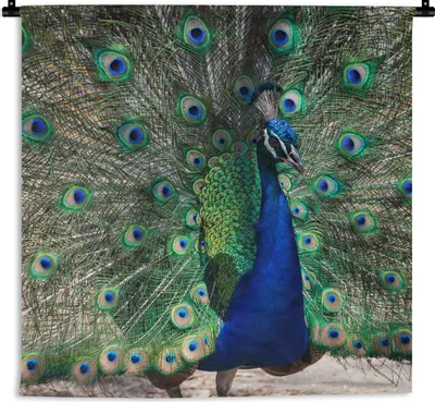 Produktbild von MuchoWow® Wandteppich Wandbehang Pfauenfedern - Grün - Blau 150x150 cm Tapisserie Dekoration Wandtuch - Wohnaccessoires - Modernes