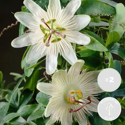 Produktbild von Bloomique - 2er-Set - Passiflora Constance Elliot - Passionsblume - Weiß - Kletterpflanzen - Gartenpflanzen - Winterhart - 50-70 cm Hoch - Topf 15 cm