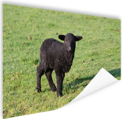 Produktbild von MuchoWow® Poster Schaf - Lamm - Schwarz - Gras 90x60 cm - Schlafzimmer