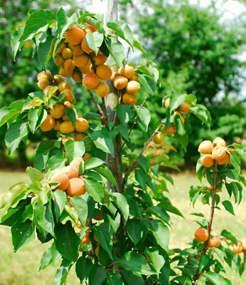 A close-up of a small tree with many apricots on its branches.
