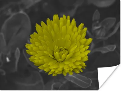 Produktbild von MuchoWow® Poster Blumen - Aquarell - Löwenzahn 40x30 cm - Plakate für die Wände - Poster Wohnzimmer