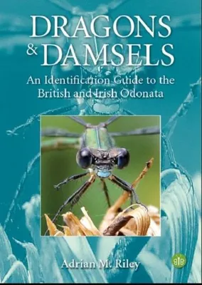 Produktbild von Dragons and Damsels