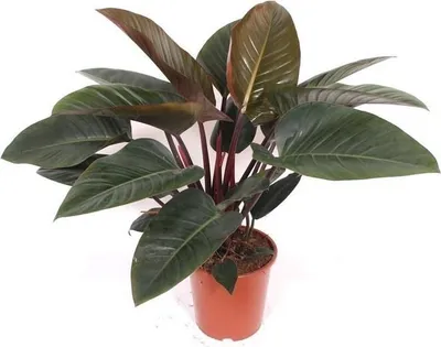 Produktbild von Philodendron Red Beauty Zimmerpflanze 100cm pflegeleicht Grünpflanze mit rot