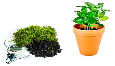 Obrázek produktu pro Gardners Kokedama "Vyrob si sám" Coffea arabica (L)
