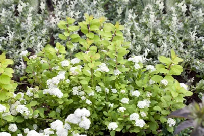 Produktbild von Spiraea betulifolia 'Tor Gold', gelbgrün, 30–40 cm