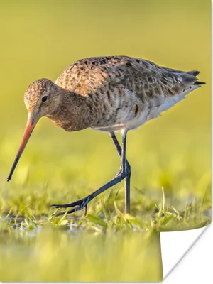 Produktbild von MuchoWow® Poster Vögel - Gras - Landschaft - Uferschnepfe 120x160 cm - Wandbilder