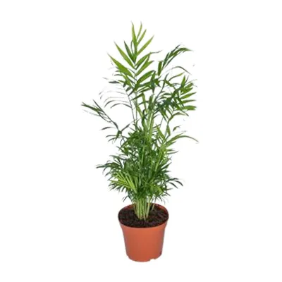 Produktbild von Chamaedorea Elegans
