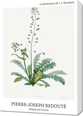 Produktbild von Bild 50x70cm Design Schafgarbe, Redoute Vintage für das Wohnzimmer