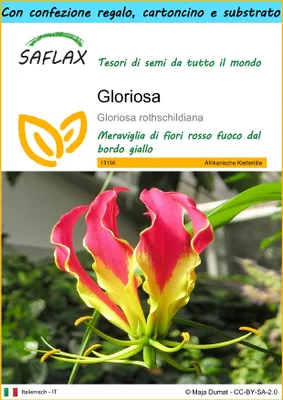 Immagine prodotto di SAFLAX Set regalo - Gloriosa - 15 semi - Gloriosa