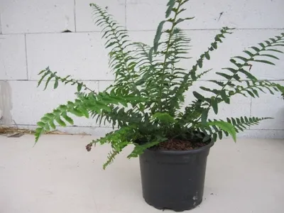 Produktbild von Polystichum munitum - Westamerikanischer Schwertfarn