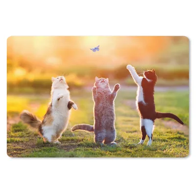 Produktbild von MuchoWow® Schreibtischunterlage Katzen - Schmetterling - Sonnenuntergang - Gras - Natur 60x40 cm - XXL Mauspad - Großes Mauspad