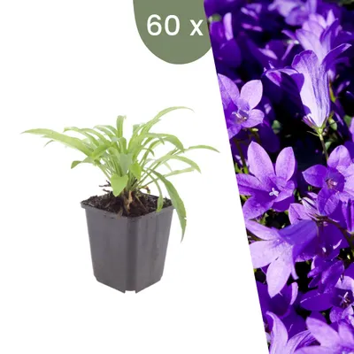 Produktbild von Plants by Frank | 60 Pfirsichblättrige Glockenblume 'Coerulea' Pflanzen | Campanula Persicifolia 'Coerulea' | Stauden | Winterhart | Mehrjährig | Gartenpflanzen