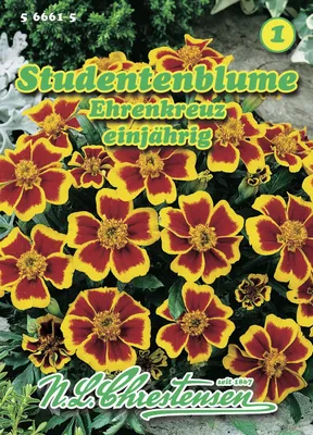 Artikelbild 1 von 'Studentenblume Ehrenkreuz' aus der Kategorie Studentenblumensamen