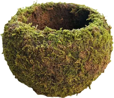 Produktbild von Japanischer Stil Moos Ball Gartenarbeit Topfpflanze Moos Blumentopf