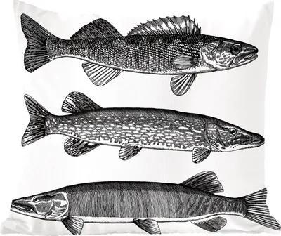 Produktbild von MuchoWow® Zierkissen Sofakissen Wohnzimmer Dekokissen 60x60 cm Eine Illustration von drei Fischen - Sitzfläche - Foto Polster