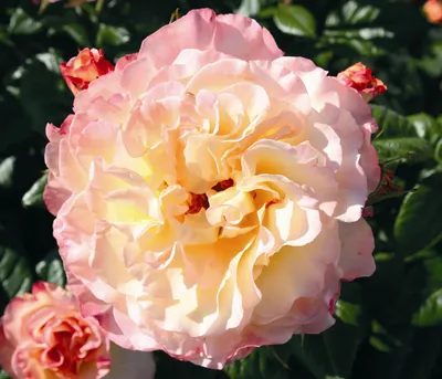Produktbild von Dehner Rose Edelrose Aquarell®, Züchter Tantau, große und gefüllte Blüten in apricot und rosa, duftend, 15-30 cm, 6 l Topf, Topfware
