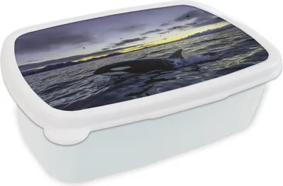 Produktbild von KitchenYeah® Lunchbox Brotzeit Brotdose 17x11 cm Orca bei Sonnenaufgang Kinder Brotzeitdose - Lunch Box - Kinder - Sandwich-Box - Schulbox - Lunch Boxen