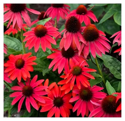 Produktbild von Echinacea purpurea 'Lakota Red' (Stauden/Mehrjährig/Winterhart) Roter Purpursonnenhut - Intensives Farbspiel für Beete - Insekten- und Bienenfreundlich