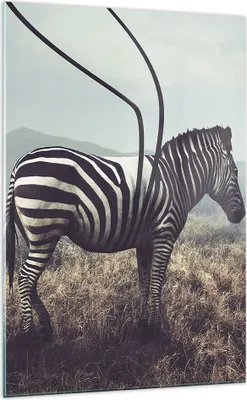 Produktbild von Bilder auf glas - Einteilig - Zebra Tier Wiese - 70x100cm - Glasbilder - Wandbilder - Bilder - zum Aufhängen bereit - Wanddekoration aus Glas - Glas Bilder - Wandbild auf Glas - GPA70x100-3959