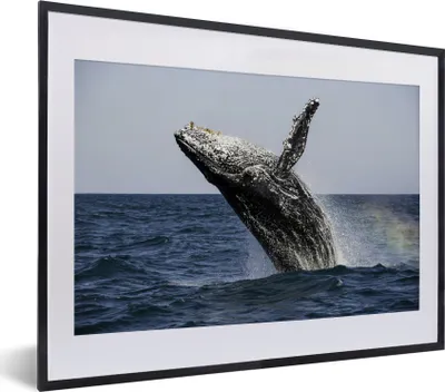 Produktbild von MuchoWow® MuchoWow® Gerahmtes Poster Ein Buckelwal springt aus dem Wasser 40x30 cm - Poster mit zchwarzem Bilderrahmen - Bilderrahmen - Poster im Rahmen