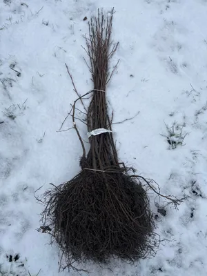 Image de 10 plants de noisetier (Alnus glutinosa), vendues sans racines, hauteur de 60 à 90 cm