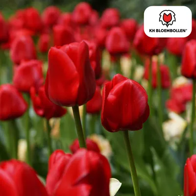 Productafbeelding van Tulpenbollen 'Seadov' | 20 Stuks | Dieprode Tulp - 30-50cm - Ø5cm - Bloembol - Tuinplant