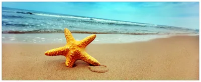 Produktbild von Wallario Wandbild aus Acryl, 125 x 50 cm, freischwebende Optik - Seestern am Strand am Meer