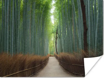 Produktbild von MuchoWow® Poster Bambus - Weg - Wald 160x120 cm - Foto Plakat