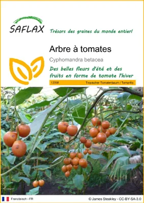 Image de SAFLAX - Arbre à tomates - 50 graines - Cyphomandra