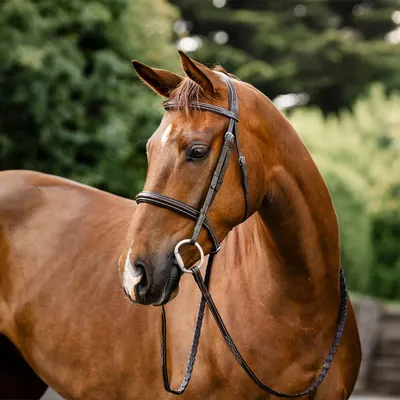 Produktbild von Horseware Hunter Bridle, Größe:Pony, Farbe:Havana Brown