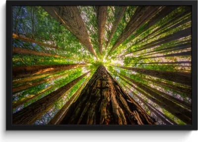 Produktbild von MuchoWow® MuchoWow® Gerahmtes Poster Wald - Baum - Holz 60x40 cm - Poster mit zchwarzem Bilderrahmen - Printing - Wanddeko Schlafzimmer