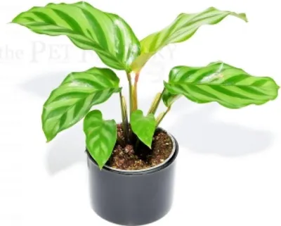 Obrázok produktu pre Calathea concinna FREDDY