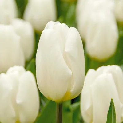Produktbild von Bloomique - Mischung aus 20 - Tulipa - Tulpenzwiebeln - Weiß - Blumenzwiebeln - Frühlingsblüher - Mehrjährige Pflanzen - Wird 30-35 cm groß