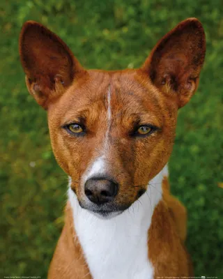Zdjęcie produktu dla Obraz z nadrukiem psa - Basenji, Congo Terrier (50 x 40 cm)