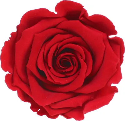 Produktbild von Infinity Rose L Ø5cm konserviert stabilisiert haltbar Rosenkopf ewige Rosenblüte 1 St. Rot (red02)
