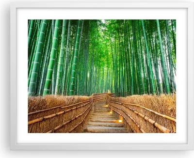 Produktbild von Gerahmtes Poster - Weißer Rahmen - Bambus Pflanze - 50x40 cm - Wand Bild - Wanddeko - Wandbilder - Kunstposter - Wandposter - Bilderrahmen - Bilder - Kunstdruck - Wandbild - P2WAA50x40-3979