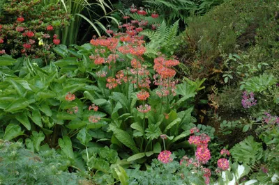 Produktbild von Primula x bullesiana, Etagen-Primel, bunt, ca. 9x9 cm Topf