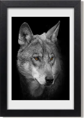 Produktbild von Bild 20x30 MDF-Rahmen, Wandkunst Porträt eines Wolfes