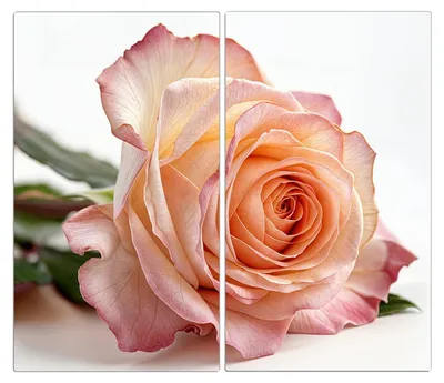 Produktbild von Spritzschutz Herdabdeckplatte Schneidebrett aus Glas Elegante Rose Blüte 2-Teilig (60x52cm)