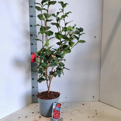 Produktbild von Camellia japonica 'Dr King' - Kamelie | 90-100 cm im Topf