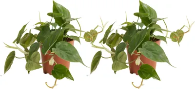 Image de Bloomique - Lot de 2 - Philodendron Scandens - Plante suspendue - Convient également comme plante grimpante - Plante d'intérieur - Purificateur d'air - Facile d'entretien - Hauteur 15-20 cm -12 cm