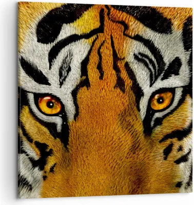 Produktbild von Bild auf Leinwand - Leinwandbild - Tiger Tiere Natur Safari - 50x50cm - Wand Bild - Wanddeko - Leinwanddruck - Bilder - Kunstdruck - Wanddekoration - Leinwand bilder - Wandkunst - AC50x50-1549
