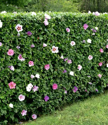 Produktbild von BALDUR Garten 10x Winterharte Hibiskus-Hecke, Pflanzen im 9x9 cm-Topf, Blüten essbar, bienenfreundlich, Garteneibisch Roseneibisch, Hibiscus Syriacus Blütengehölze Zierstrauch, blühend