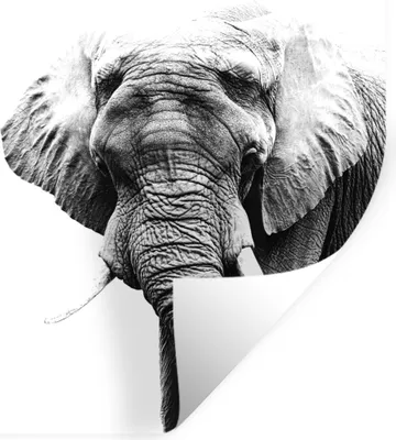 Produktbild von MuchoWow® Wandtattoo Wandsticker Wandaufkleber Elefant - Tiere - Schwarz - Weiß 50x50 cm Selbstklebend und Repositionierbar - Selbstklebend - Fototapeten