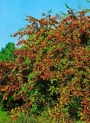 Produktbild von Cotoneaster watereri 'Cornubia', immergrün, rote Beeren, 80–100 cm
