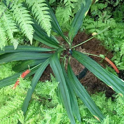 Produktbild von Anthurium (Anthurium bakeri) - 2 gekeimte Samen