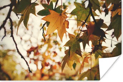 Produktbild von MuchoWow® Poster Natur - Herbstlaub - Rustikal 30x20 cm - Plakate - Print