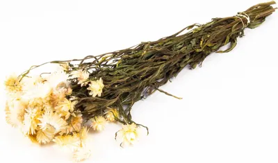 Produktbild von INNA-Glas Strohblumen Trockenstrauß ALMINKA, getrocknet, weiß-Creme, 50-60cm, Ø15cm - Getrockneter Strauß