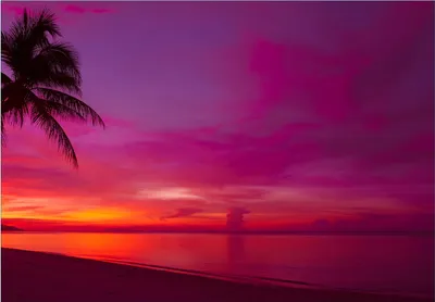 Produktbild von Wallario Fototapete Vliestapete, seidenmatte Oberfläche, einfache Verarbeitung, Größe 200 x 140 cm, Motiv Abendrot unter Palmen - pinker Himmel am Strand
